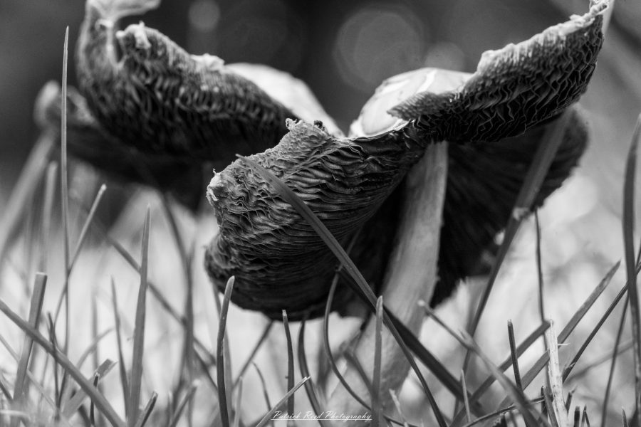 "A macro shot of mushrooms in black and white, emphasizing their intricate textures and shapes. The contrast highlights the delicate details of the caps and gills, creating a dramatic and artistic representation of these natural forms. The absence of color adds depth and a timeless quality to the image."