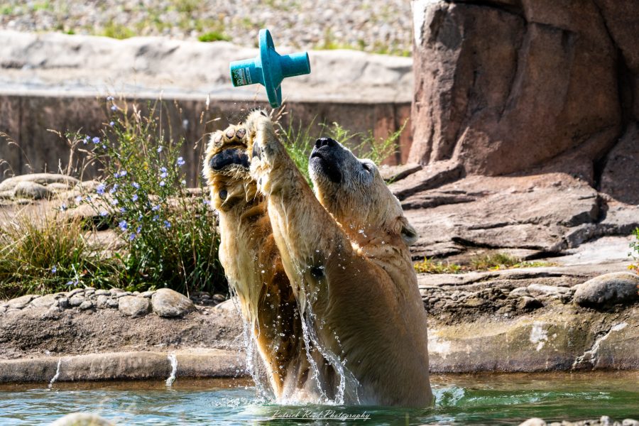"A polar bear leaping joyfully into the air to catch a colorful toy. The bear's thick white fur contrasts with the bright colors of the toy, emphasizing its playful nature. The scene is set against a backdrop of icy terrain and shimmering water, capturing the excitement and agility of the polar bear as it engages in a fun moment."
