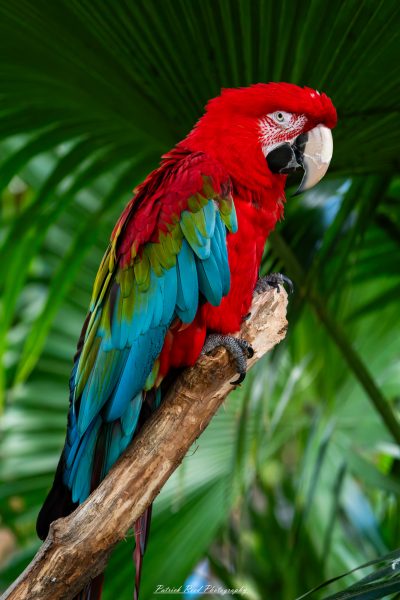 "A striking red macaw perched on a branch, its vivid scarlet feathers catching the light. The bird's intelligent eyes and curved beak are prominent as it surveys its surroundings. The branch is surrounded by lush green foliage, creating a vibrant contrast that highlights the macaw's brilliant color and the tropical setting."