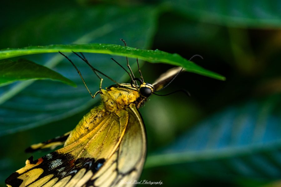 "A delicate yellow butterfly resting on a green leaf, its wings gently open to reveal intricate patterns and subtle variations in color. The leaf provides a vibrant backdrop, highlighting the butterfly's bright yellow hues against the lush greenery. Soft sunlight illuminates the scene, creating a serene atmosphere that captures the beauty of nature in a quiet moment."