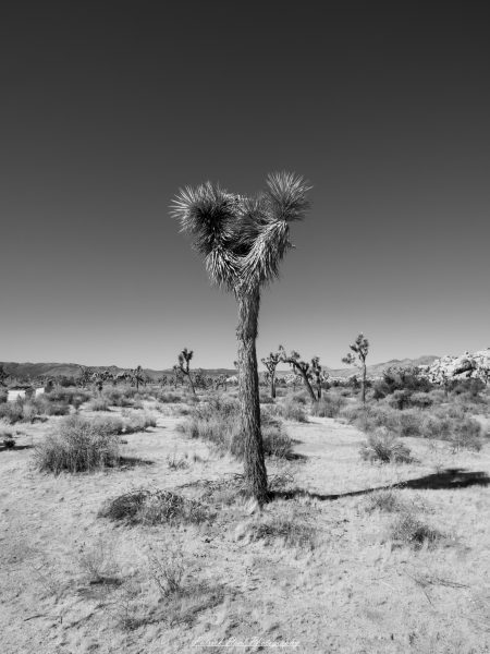"A striking black and white image of a solitary Joshua tree stands tall against the vast expanse of the desert landscape. The tree's unique, spiky silhouette is emphasized by the monochrome palette, highlighting its intricate details and textures. In the background, the barren desert stretches out endlessly, with distant mountains faintly visible under the dramatic sky. This composition evokes a sense of solitude and resilience, capturing the stark beauty of the desert environment and the iconic form of the Joshua tree."