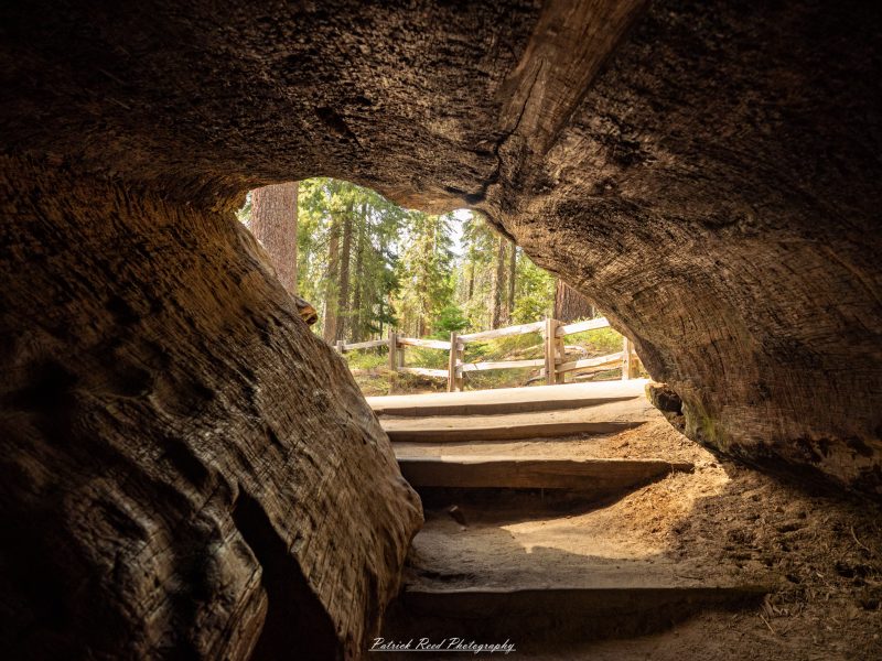 "An enchanting view from inside a hollowed-out sequoia tree reveals the towering bark and intricate textures of its interior. Sunlight filters through the open top, casting soft beams of light onto the ground below, where fallen leaves and forest debris create a natural carpet. The thick, ancient walls of the tree frame the scene, showcasing the grandeur of this natural wonder. In the background, glimpses of the surrounding forest peek through, creating a serene and immersive experience that highlights the majesty of nature."
