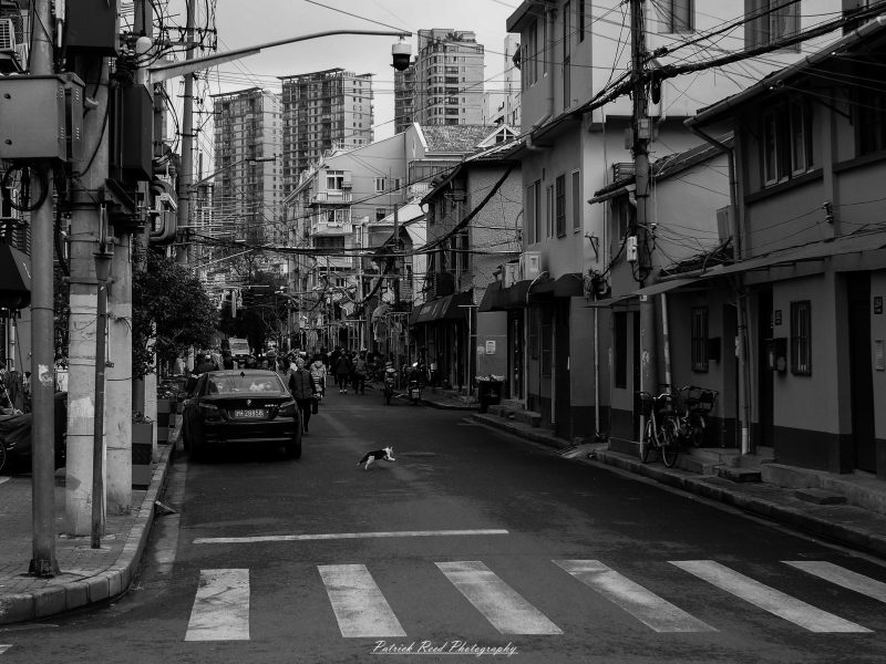 A cat crosses a Shanghai side street beneath overhead wires, with bicycles, parked cars and apartment towers behind, in black and white.
