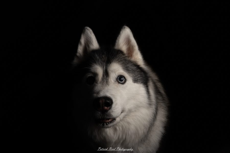 A black and white photograph of a husky resting on a couch. The dog's thick fur contrasts with the soft cushions, and its piercing eyes gaze off thoughtfully. The monochrome tones highlight the texture of its coat and the cozy setting.