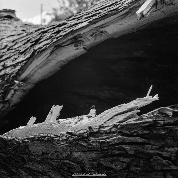 Weathered wooden timbers and small object perched on a broken wall in moody monochrome.